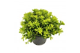 Pittosporum nanum tobira