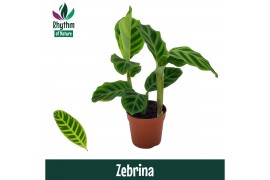 Calathea zebrina - Rhythm of Nature