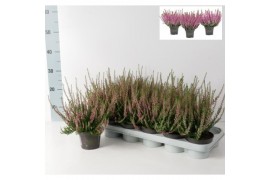 Calluna vulg. beauty ladies mix Calluna vulgaris Beauty Ladies P12 Roz