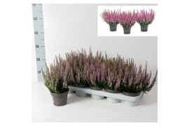 Calluna vulg. beauty ladies mix Calluna vulgaris Beauty Ladies P12 Lil