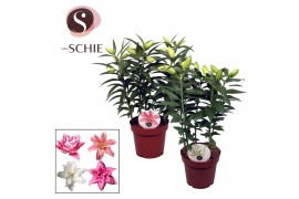 Lilium oriental Roselily Mix