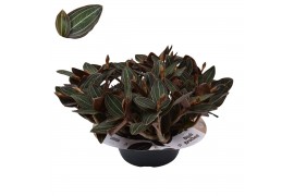 Ludisia discolor schaal 20 tak