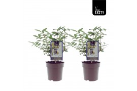 Lonicera klim duet