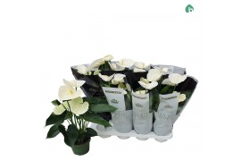 Anthurium andr. alpine royal white 5+ grootbloemig