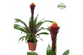 Guzmania Akabar