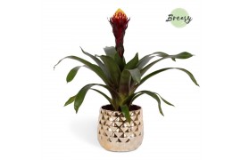 Guzmania Akabar Royal Crown keramiek