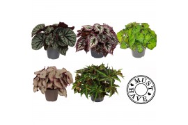 Begonia beleaf mix Must Have