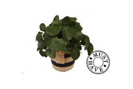 Pilea peperomioides Pilea Peperomiodes in jutte mand must have 2 pp