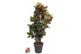 Codiaeum variegata petra vertakt,1 pp