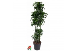 Dracaena fragr. compacta dorado 150-carrousel