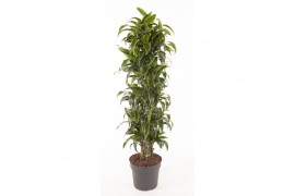 Dracaena fragr. compacta dorado deremensis mix 90-60-30-15