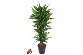 Dracaena fragr. cintho vertakt