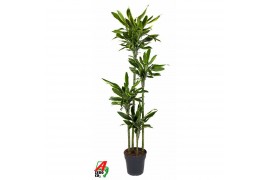 Dracaena fragr. golden coast 120-90-60-30