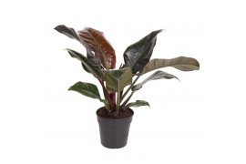 Philodendron imperial red