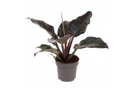 Philodendron imperial red