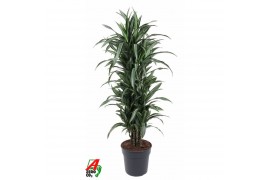 Dracaena fragr. der. ulises vertakt