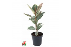 Ficus elastica tineke