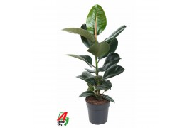 Ficus elastica robusta