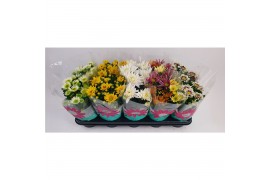 Chrysanthemum ind. mix tweekleurige specials gemengd