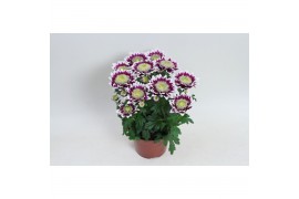 Chrysanthemum ind. splash rocker