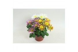 Chrysanthemum ind. splash intense mix in pot