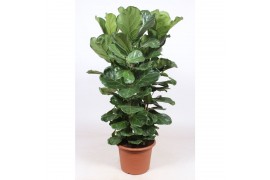 Ficus lyrata Toef - 4pp