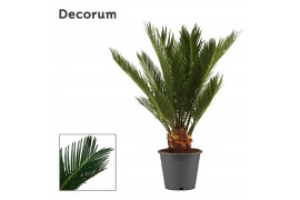 Cycas revoluta decorum