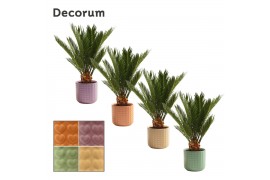 Cycas revoluta Cycas revoluta 12 cm, 6+ veren in Kaya (Craft world-col