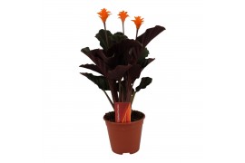 Calathea crocata 3/4 bloem basic