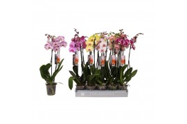 Phalaenopsis mix 2 tak - 18+ bloemen