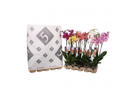 Phalaenopsis mix 2 tak - 18+ bloemen pulptray