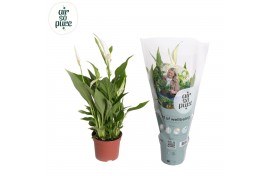 Spathiphyllum pearl cupido Air So Pure -