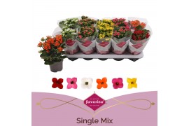 Kalanchoe mix favorita