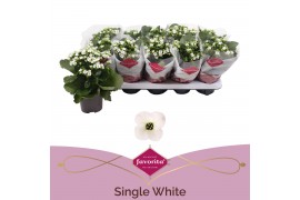 Kalanchoe asteria white favorita wit