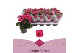 Kalanchoe thalia favorita paars, stadium 1