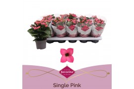 Kalanchoe bella rosa pink