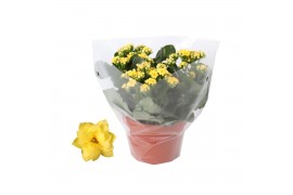 Kalanchoe rosalina geel