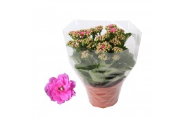 Kalanchoe rosalina roze