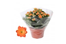 Kalanchoe rosalina don pedro oranje