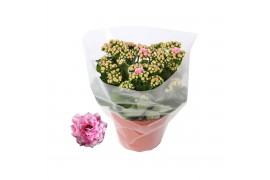 Kalanchoe rosalina roze don alano,roze wit