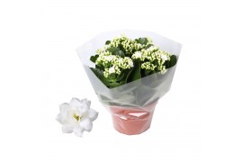 Kalanchoe rosalina don dione wit