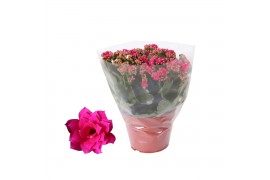 Kalanchoe blossfeldiana rosalina don victorio paars