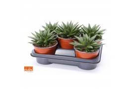 Gasteria flow SuPure® ROCKS