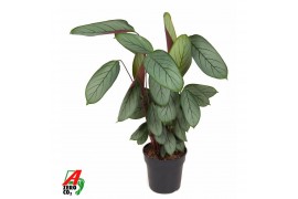 Calathea Silverstar