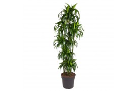 Dracaena fragr. hawaiian sunshine 150-carrousel