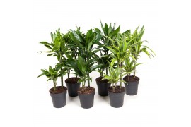 Dracaena mix 30-10