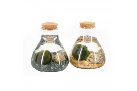 Arrangementen waterplanten 90526: Marimo arrangement 1 pp