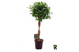 Ficus microcarpa moclame gevlochten stam