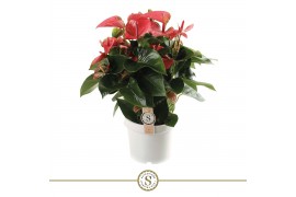 Anthurium andr. pink champion