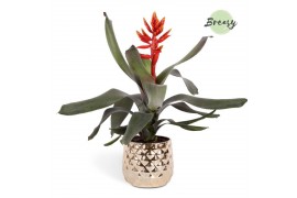 Aechmea pepita elegant flames Royal Crown keramiek